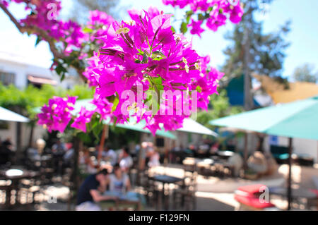 Quelques gros plan de fleurs de bougainvilliers pourpres dans un patio à l'île d'Ibiza, Espagne Banque D'Images