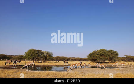 Springbocks, Central Kalahari Game Reserve, Botswana, Antidorcas marsupialis Banque D'Images