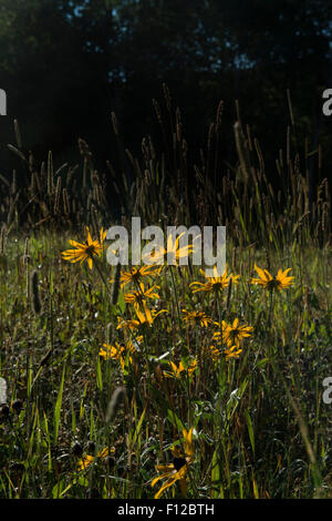 Phillips, Maine. Susans Black Eyed (Gloriosa daisy) dans le champ. Banque D'Images