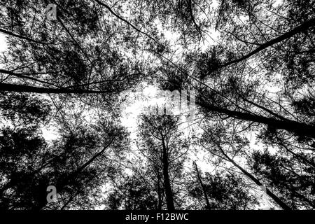 Abstract design noir et blanc formé par forest canopy voir à jusqu'à partir de la masse. Banque D'Images