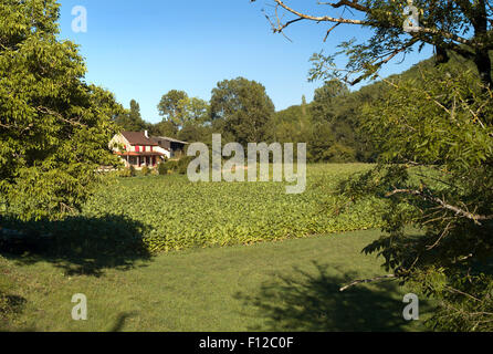 Les jeunes plants de tabac growing in field, Vallée du Lot, France Banque D'Images