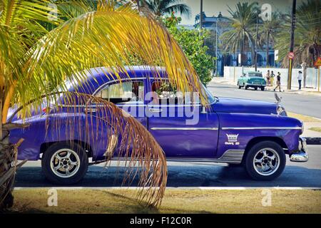 Vintage purple Chevy 50 taxi et chauffeur en attente sur la rue bordée de palmiers dans le Vedado, La Havane, Cuba Banque D'Images