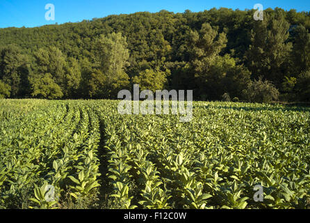 Les jeunes plants de tabac growing in field, Vallée du Lot, France Banque D'Images