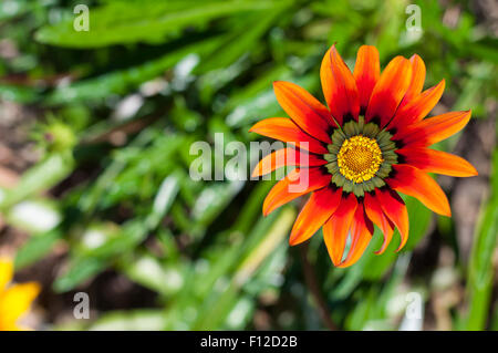 Fleur orange et rouge en vert prairie avec bokeh Banque D'Images