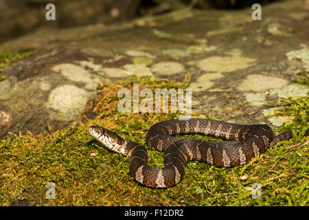 Couleuvre d'eau Banque D'Images