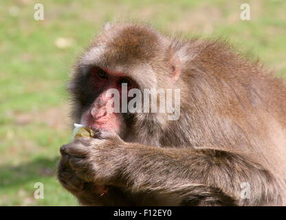 Macaque japonais ou Snow monkey (Macaca fuscata) posant sur une branche Banque D'Images