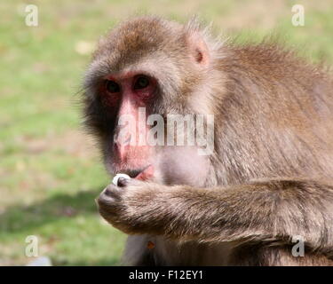 Macaque japonais ou Snow monkey (Macaca fuscata) posant sur une branche Banque D'Images