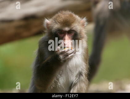 Macaque japonais ou Snow monkey (Macaca fuscata) libre de la tête tout en mangeant Banque D'Images