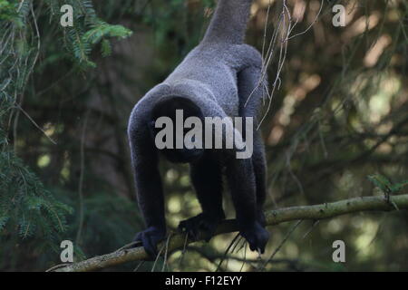 Brun d'Amérique du Sud ou de l'Humboldt (singe laineux Lagothrix lagotricha) en haut d'un pin Banque D'Images