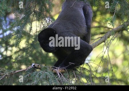 Brun d'Amérique du Sud ou de l'Humboldt (singe laineux Lagothrix lagotricha) très haut dans un arbre Banque D'Images