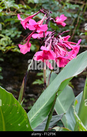 Fleurs rose vif au-dessus du feuillage de la banane comme vivace géant, Canna iridiflora Ehemanii' x ' Banque D'Images