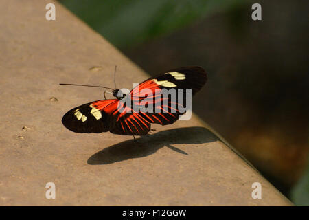 Heliconius Erato Lativitta papillon à la Butterfly Pavilion Banque D'Images