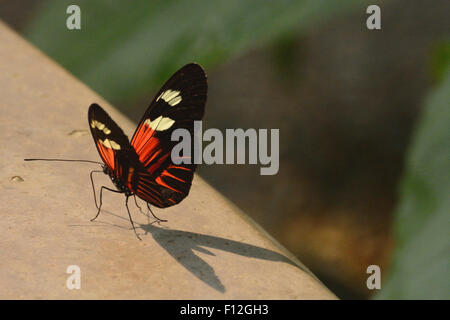 Heliconius Erato Lativitta Butterfly Banque D'Images