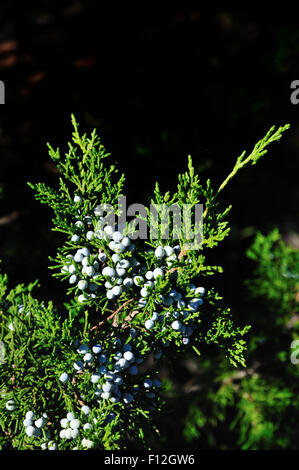 Juniperus virginiana (cèdre rouge de l'Est, le cèdre rouge de l'Est, genièvre, genévrier rouge, cèdre) est une espèce de genévrier t Banque D'Images