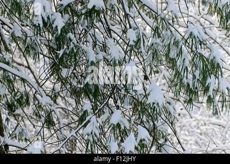 Fermer coup de pine tree branches fortement chargé avec de la neige en hiver Banque D'Images