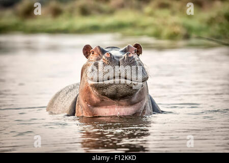 Safari wildlife : Chef de l'Hippopotame (Hippopotamus amphibius) avec une expression amusante dans un lac, Okavango Delta, Botswana, Afrique du sud du nord