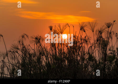 Silhouettes d'amende papyrus (Cyperus papyrus) au coucher du soleil, Delta de l'Okavango, au nord de la Namibie, Afrique du Sud Banque D'Images