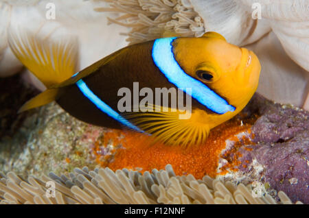Vue rapprochée de poissons clowns PROTÉGER ET NETTOYER SES OEUFS DANS ANEMONE Banque D'Images