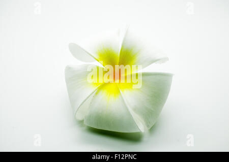 Plumeria blanc et jaune sur blanc Banque D'Images