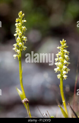 Petit-white orchid (Leucorchis albida) Banque D'Images