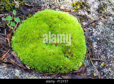 Blanc Coussin Moss (Leucobryum glaucum) Banque D'Images