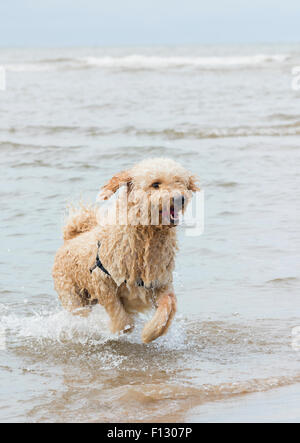 Hairy labradoodle chien qui court dans la mer. blackpool, Lancashire Banque D'Images