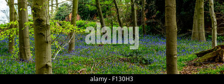 Un grand terrain arboré avec une belle marche pays forestiers bluebells à Kinver, South Staffordshire, Royaume-Uni Banque D'Images