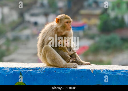 Femme singe Rhésus (Macaca mulatta) avec un bébé est assis sur un mur au-dessus de la fleuve saint Ganges, Rishikesh, Uttarakhand Banque D'Images