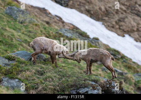 Bouquetin des Alpes (Capra ibex), également steinbock ou bouquetin, luttant pour le grade, le Parc National du Haut Tauern, Carinthie, Autriche Banque D'Images