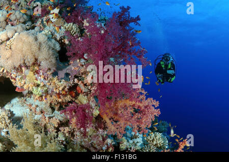 Mer Rouge, Egypte. 15 Oct, 2014. Au coral reef à plongeur à Ras Mohammed National Park, Sinai, Red Sea, Egypt, Africa. © Andrey Nekrasov/ZUMA/ZUMAPRESS.com/Alamy fil Live News Banque D'Images