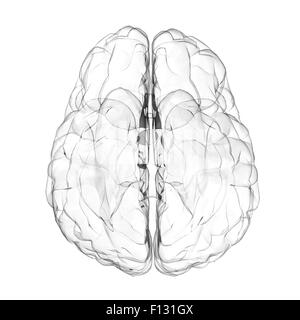 Cerveau humain 3d effet de verre sur fond blanc Banque D'Images