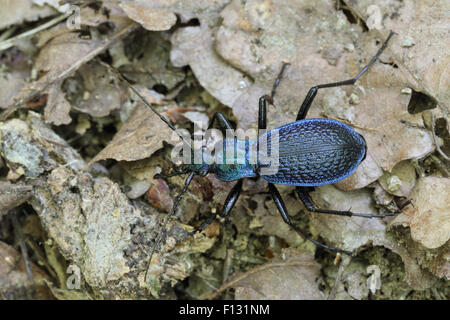 Blue Zabre (Carabus intricatus) Banque D'Images