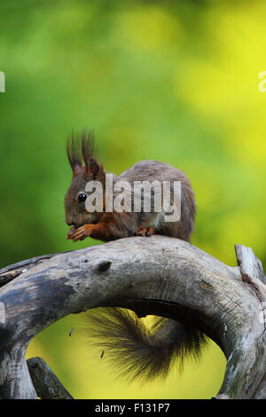 L'Écureuil roux (Sciurus vulgaris). Photographié à Saly, Hongrie Banque D'Images