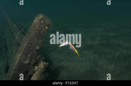 Mer Rouge, Egypte. 15 Oct, 2014. Mer Rouge de cour Rouge-barbet (parupeneus forsskali) Mer Rouge, Marsa Alam, Egypte, Abu Dabab © Andrey Nekrasov/ZUMA/ZUMAPRESS.com/Alamy fil Live News Banque D'Images