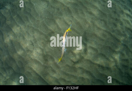 Mer Rouge, Egypte. 15 Oct, 2014. Mer Rouge de cour Rouge-barbet (parupeneus forsskali) Mer Rouge, Marsa Alam, Egypte, Abu Dabab © Andrey Nekrasov/ZUMA/ZUMAPRESS.com/Alamy fil Live News Banque D'Images