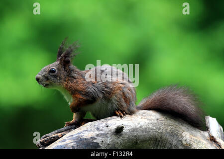 Eurasienne alerte l'Écureuil roux (Sciurus vulgaris) Banque D'Images