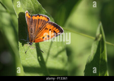 Femme (Lycaena dispar grande) Banque D'Images