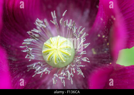 Close up, détaillée d'un pavot violet avec sa gousse et le pollen des anthères couvert Banque D'Images