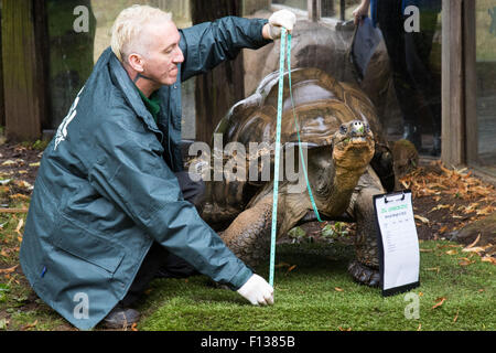 Londres, Royaume-Uni. 26 août, 2015. ZSL London, 26 août 2015. Zookeeper Sebastian Grant pèse et mesure une tortue Galapagos géant comme ZSL London tient son assemblée pesée d'animaux. Crédit : Paul Davey/Alamy Live News Banque D'Images