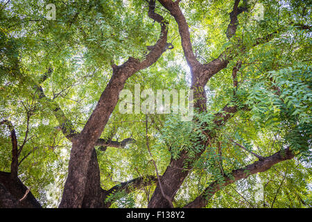 Les arbres de neem dans un petit village près de Chitrakoot, (Chitrakut), le Madhya Pradesh, Inde Banque D'Images