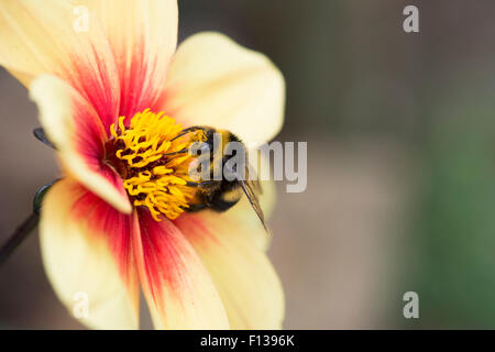 Bombus lucorum. Bourdon sur fleur dahlia Banque D'Images