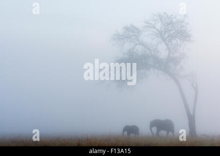 Elephant (Loxodonta africana), femelle et son veau en vertu de l'arbre dans la pluie, Masai-Mara game reserve, Kenya. Banque D'Images