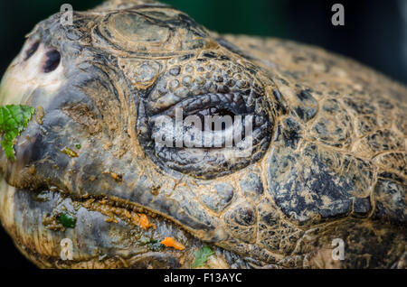 Londres, Royaume-Uni. Août 26, 2015. Galapagos Giant Tortoise "Dirk" au cours de la Société zoologique de Londres (ZSL) effectue sa pesée animale annuelle au Zoo de Londres Crédit : Guy Josse/Alamy Live News Banque D'Images