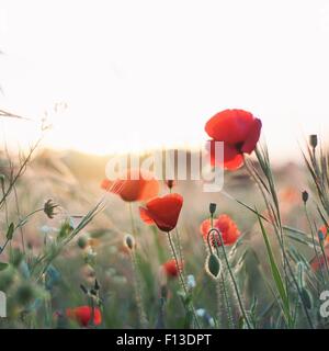 Close-up de coquelicots au coucher du soleil Banque D'Images