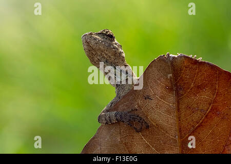 Portrait d'un lézard sur une feuille Banque D'Images