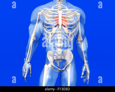 La 3D de l'anatomie humaine. Le Cœur dans une semi-transparent corps mâles adultes. Banque D'Images