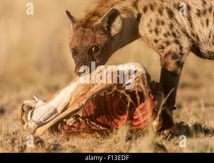 L'hyène se nourrissent d'une carcasse de springbok carcasse, Afrique du Sud Banque D'Images