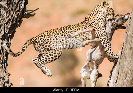 Leopard avec un springbok en bouche c'est le saut vers la sécurité, l'Afrique du Sud Banque D'Images