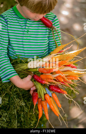 Boy holding a bouquet de carottes fraîchement cueillies Banque D'Images