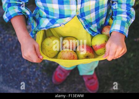 Boy holding pommes fraîchement cueillies dans son t-shirt Banque D'Images
